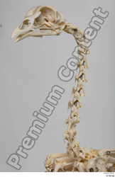 Skeleton Bird Animal photo references